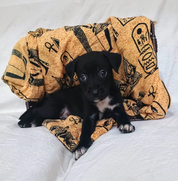 Cachorro ra a SRD-ViraLata idade Abaixo de 2 meses nome Cranberry