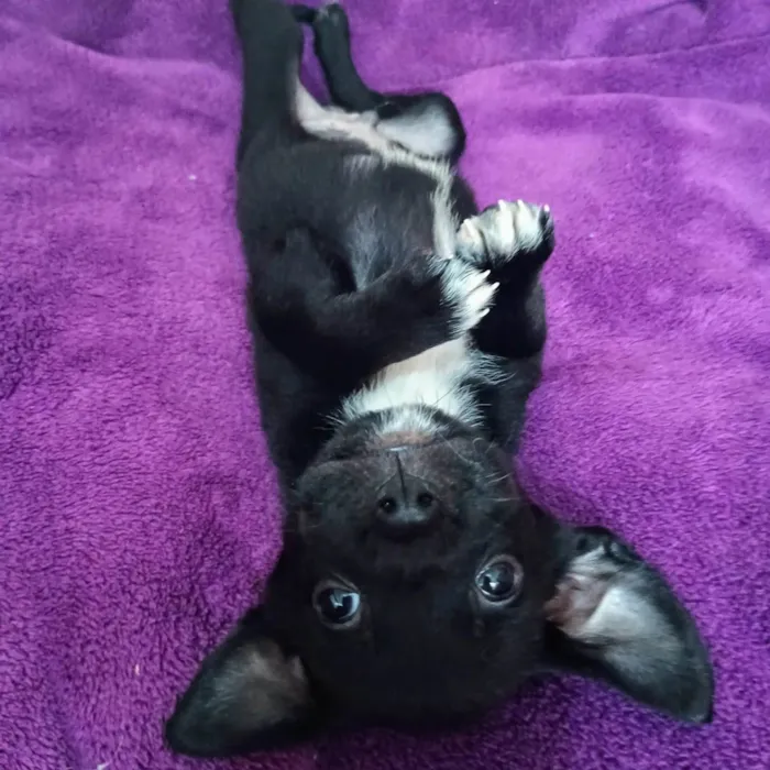 Cachorro ra a SRD-ViraLata idade Abaixo de 2 meses nome Cranberry