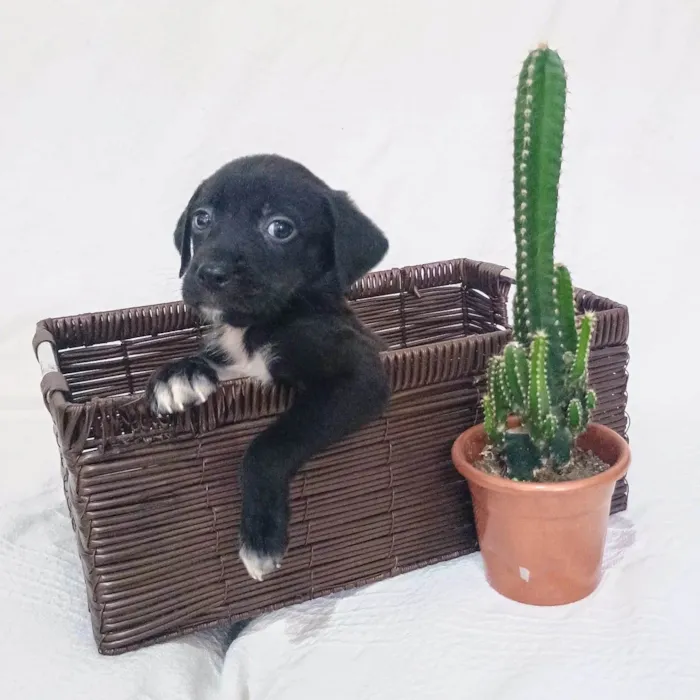 Cachorro ra a SRD-ViraLata idade Abaixo de 2 meses nome Cranberry