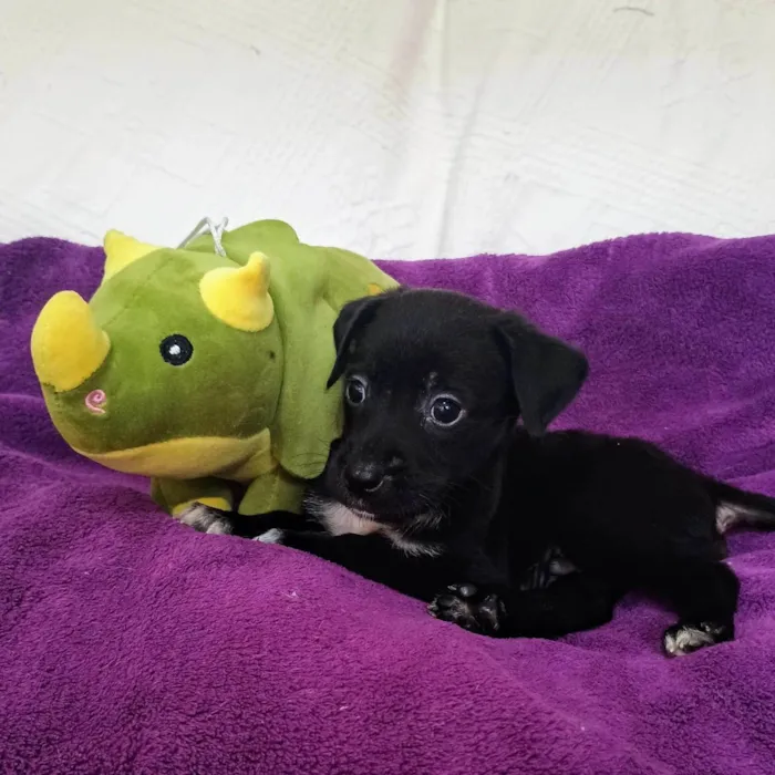 Cachorro ra a SRD-ViraLata idade Abaixo de 2 meses nome Cranberry