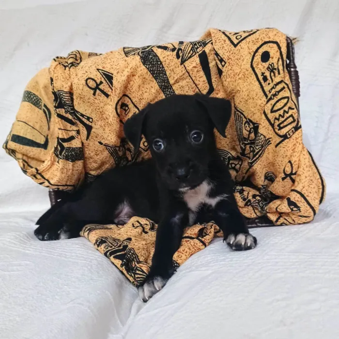 Cachorro ra a SRD-ViraLata idade Abaixo de 2 meses nome Cranberry