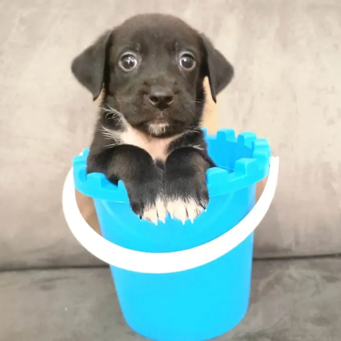 Cachorro ra a SRD-ViraLata idade Abaixo de 2 meses nome Cranberry