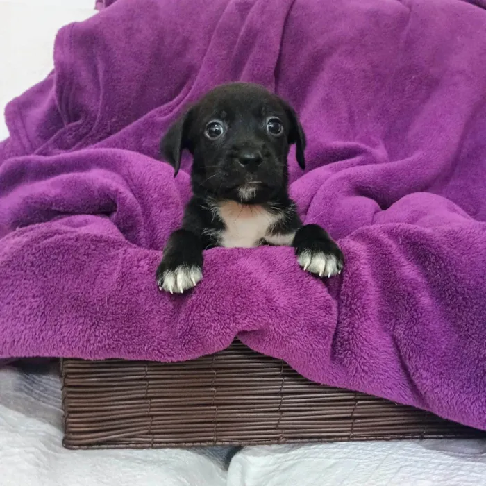 Cachorro ra a SRD-ViraLata idade Abaixo de 2 meses nome Cranberry