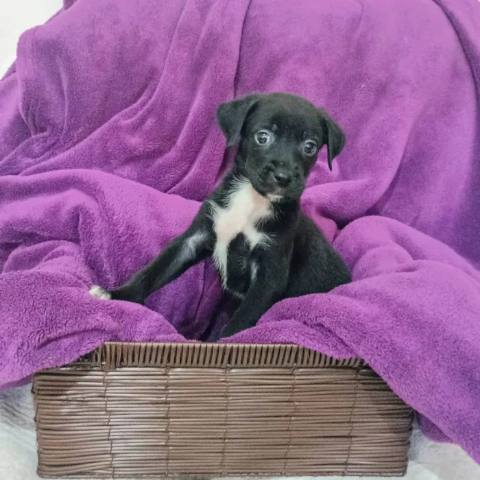 Cachorro ra a SRD-ViraLata idade Abaixo de 2 meses nome Cranberry