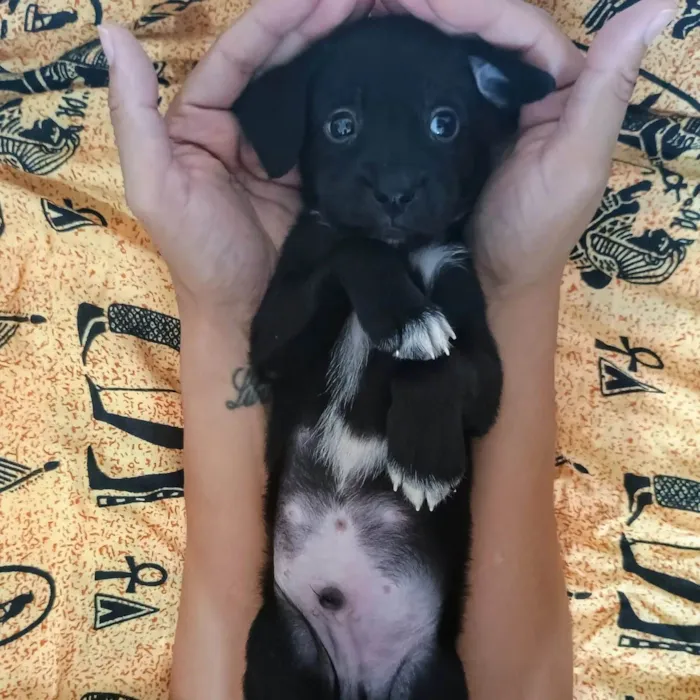 Cachorro ra a SRD-ViraLata idade Abaixo de 2 meses nome Cranberry