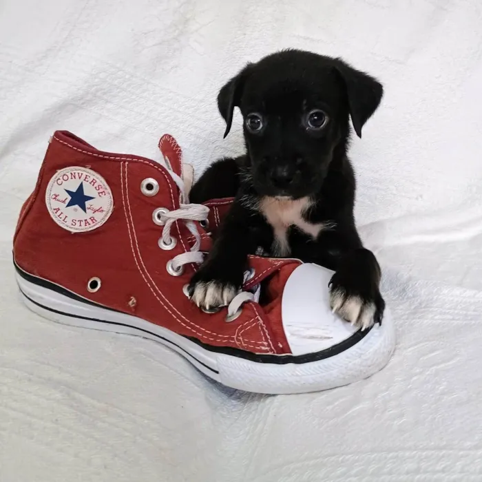 Cachorro ra a SRD-ViraLata idade Abaixo de 2 meses nome Cranberry