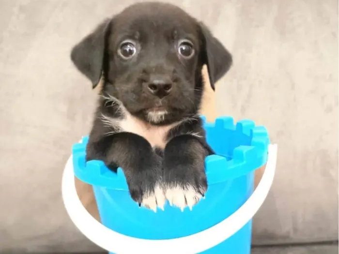 Cachorro ra a SRD-ViraLata idade Abaixo de 2 meses nome Cranberry