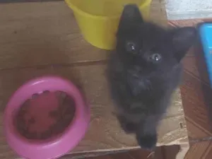 Gato raça SRD-ViraLata idade 2 a 6 meses nome  Puma e Roko