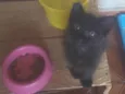 Puma e Roko