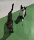 Império e Serrana
