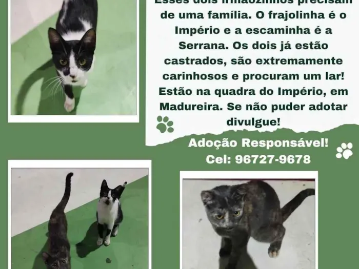 Gato ra a Srd vira lata  idade 7 a 11 meses nome Império e Serrana 