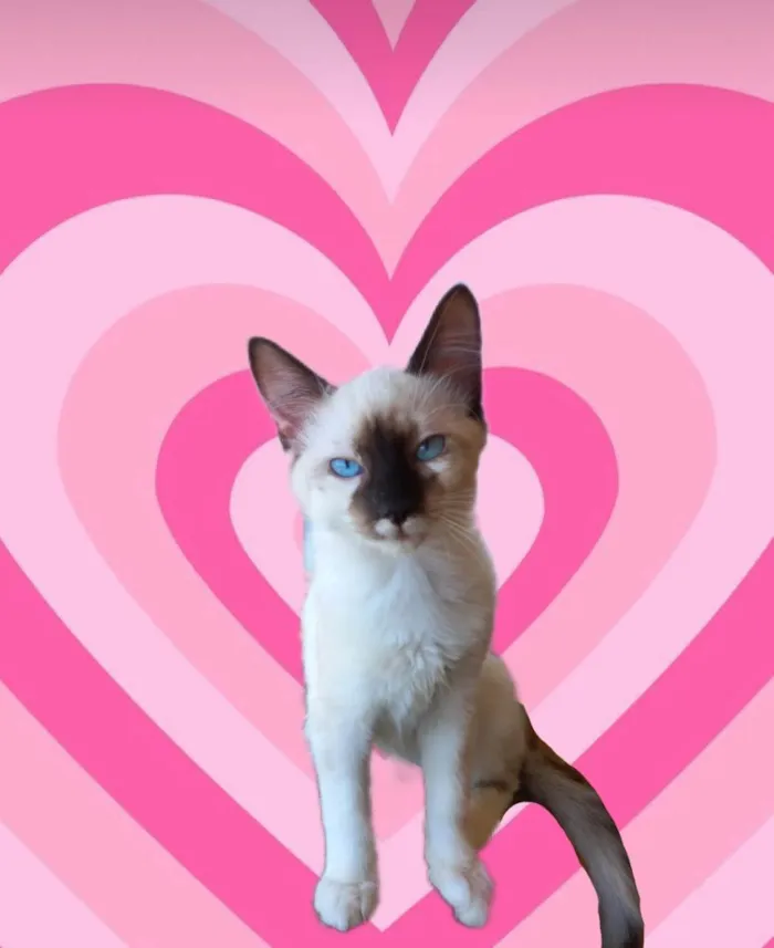 Gato ra a SRD-ViraLata idade 2 a 6 meses nome Mikki bb2meses Linda demais 