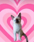 Mikki bb2meses Linda demais