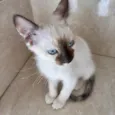 Mikki bb2meses Linda demais