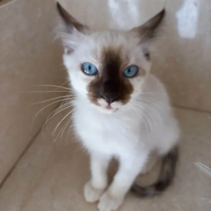 Gato ra a SRD-ViraLata idade 2 a 6 meses nome Mikki bb2meses Linda demais 