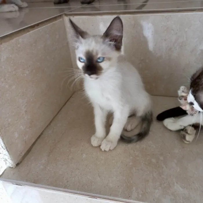 Gato ra a SRD-ViraLata idade 2 a 6 meses nome Mikki bb2meses Linda demais 