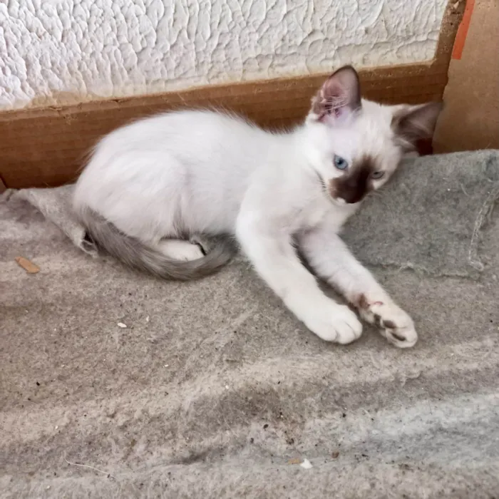 Gato ra a SRD-ViraLata idade 2 a 6 meses nome Mikki bb2meses Linda demais 