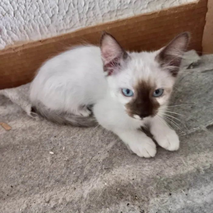 Gato ra a SRD-ViraLata idade 2 a 6 meses nome Mikki bb2meses Linda demais 