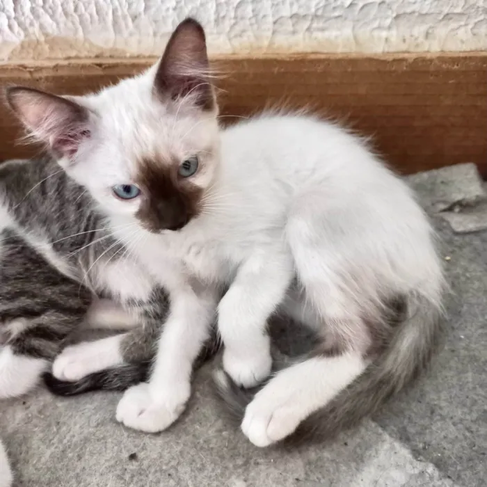 Gato ra a SRD-ViraLata idade 2 a 6 meses nome Mikki bb2meses Linda demais 