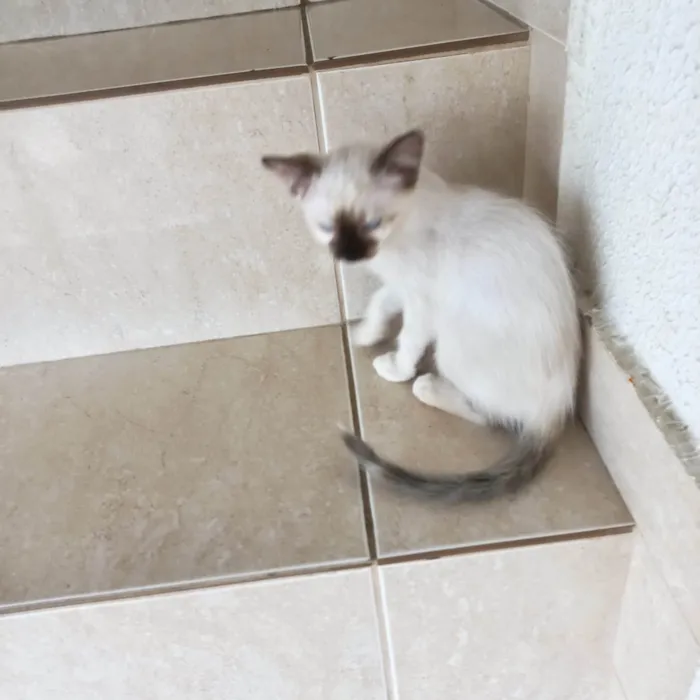 Gato ra a SRD-ViraLata idade 2 a 6 meses nome Mikki bb2meses Linda demais 