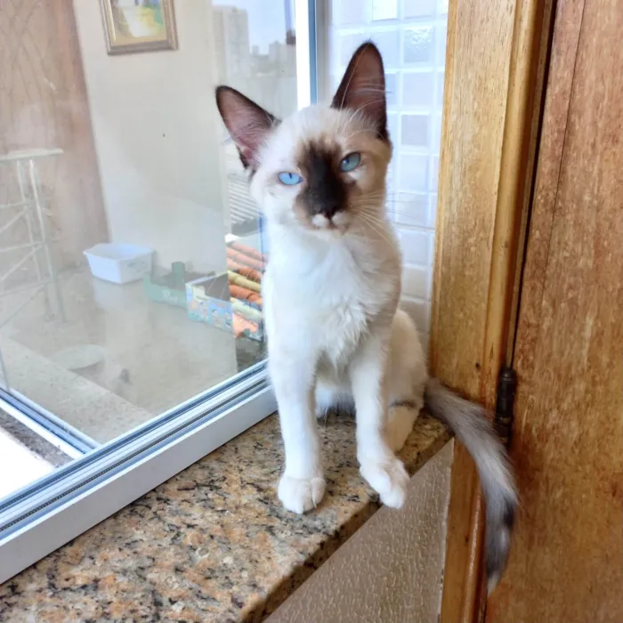Gato ra a SRD-ViraLata idade 2 a 6 meses nome Mikki bb2meses Linda demais 