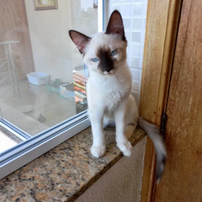Gato ra a SRD-ViraLata idade 2 a 6 meses nome Mikki bb2meses Linda demais 