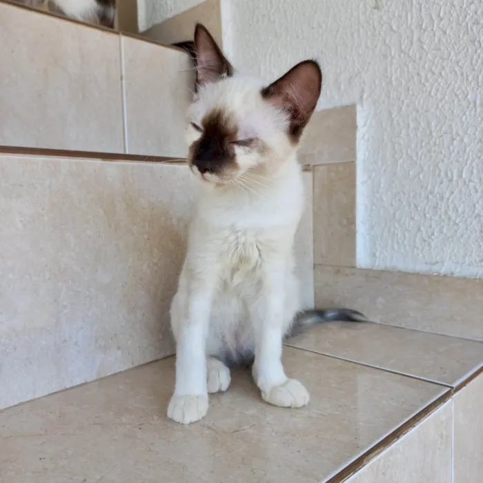 Gato ra a SRD-ViraLata idade 2 a 6 meses nome Mikki bb2meses Linda demais 