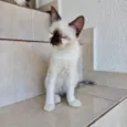 Mikki bb2meses Linda demais
