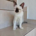 Mikki bb2meses Linda demais