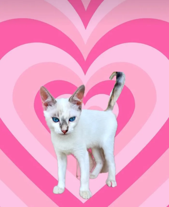Gato ra a SRD-ViraLata idade 2 a 6 meses nome Suki bb2meses Linda 