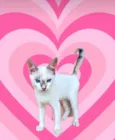 Suki bb2meses Linda