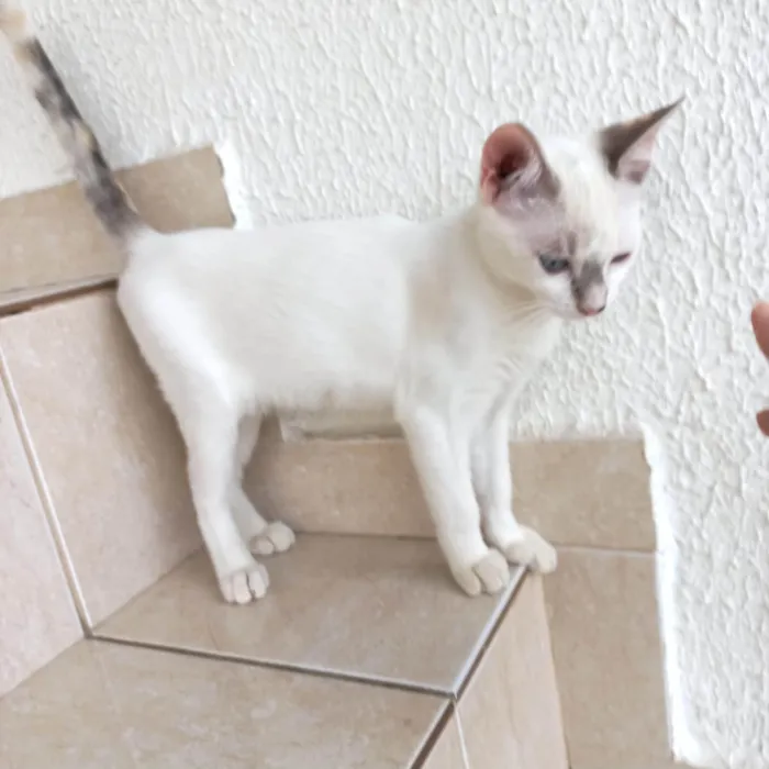 Gato ra a SRD-ViraLata idade 2 a 6 meses nome Suki bb2meses Linda 