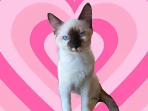 Gato raça SRD-ViraLata idade 2 a 6 meses nome Mikki bb2meses Linda demais 