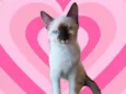 Mikki bb2meses Linda demais