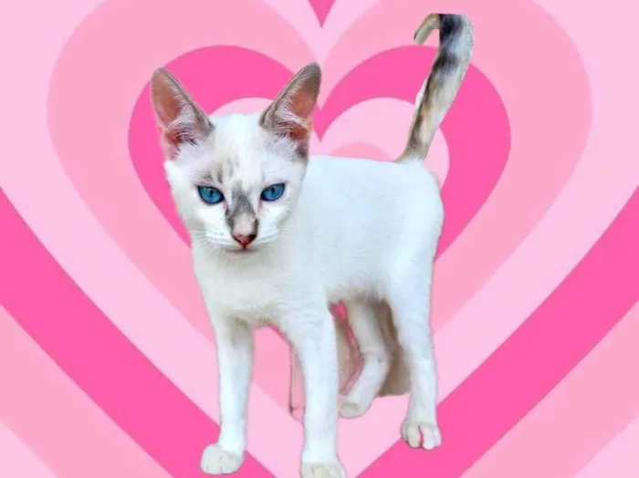 Gato ra a SRD-ViraLata idade 2 a 6 meses nome Suki bb2meses Linda 