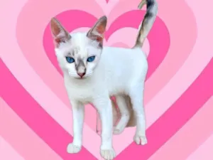 Gato raça SRD-ViraLata idade 2 a 6 meses nome Suki bb2meses Linda 