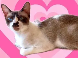 Gato raça SRD-ViraLata idade 7 a 11 meses nome Amanda bb9meses Linda 