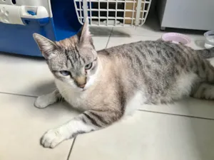 Gato raça SRD-ViraLata idade 7 a 11 meses nome Oliver bb11meses lindo e bonzinho 
