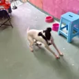 Snoopy porte Pequeno