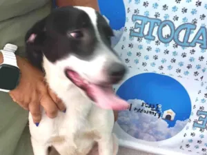 Cachorro raça SRD-ViraLata idade 7 a 11 meses nome Snoopy porte Pequeno 