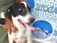 Snoopy porte Pequeno