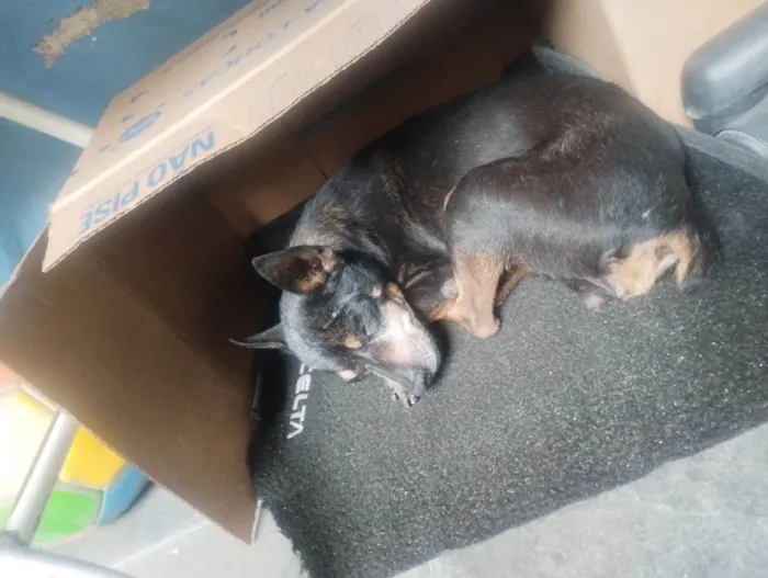 Cachorro ra a Pinscher idade 6 ou mais anos nome Teka