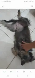 Fofinha