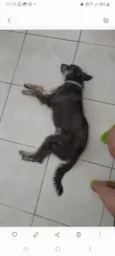 Fofinha