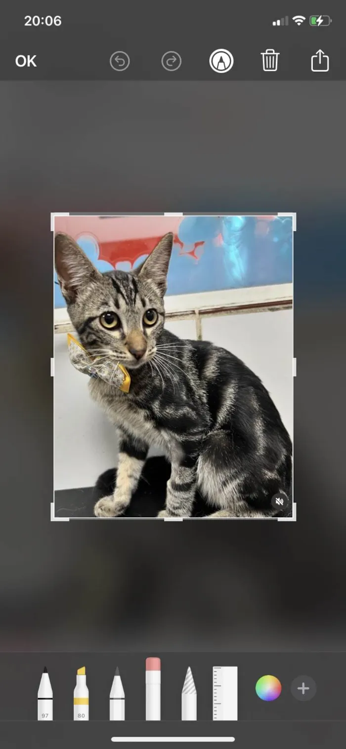 Gato ra a Srd idade 2 a 6 meses nome Guto
