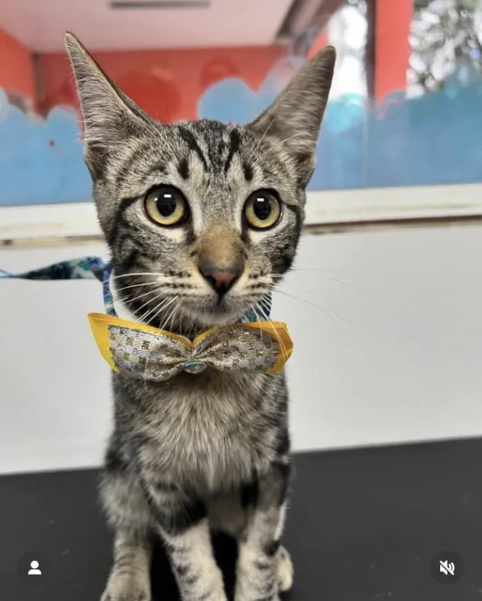 Gato ra a Srd idade 2 a 6 meses nome Guto