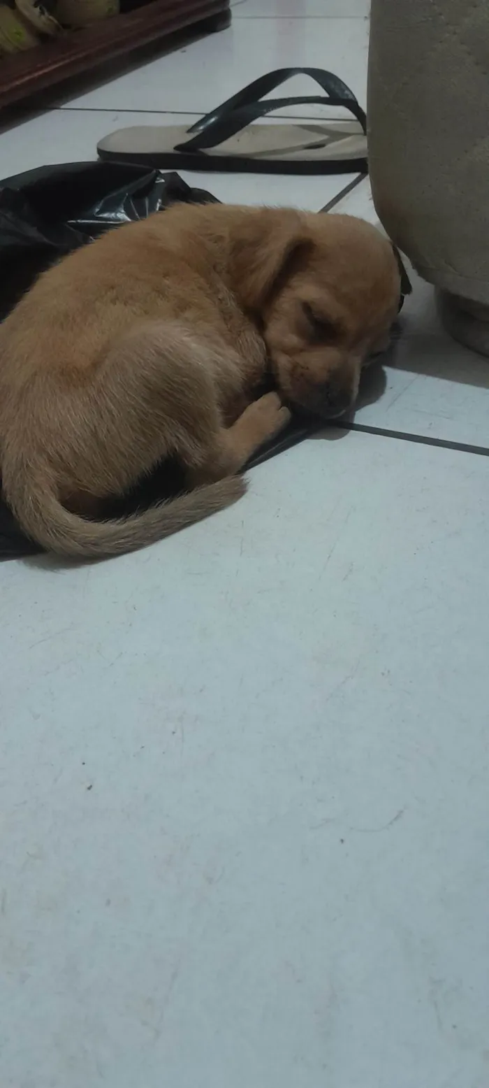 Cachorro ra a Não sei idade 2 a 6 meses nome Sem nome 