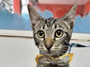 Gato raça Srd idade 2 a 6 meses nome Guto