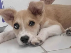 Cachorro raça SRD-ViraLata idade 2 a 6 meses nome Aurora