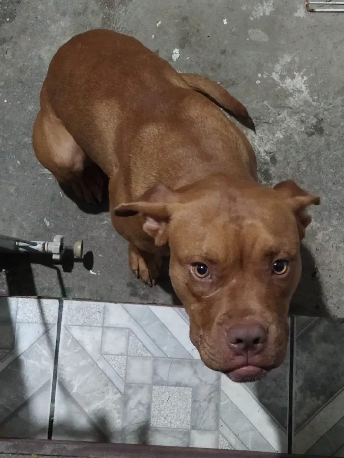 Cachorro ra a Pit-Bull idade 7 a 11 meses nome Thor